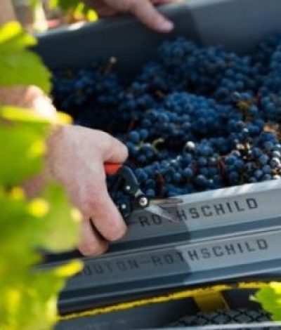 moutonrothschild